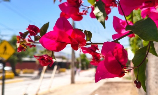 Caminanta a través de calor de la ciudad #Flower #Petal #Plant #Sky #Twig #Building #Tableware #Fruit #Flowerpot #Event