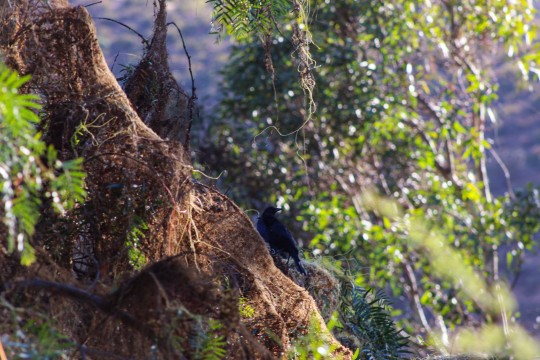Pajarito del norte 2 #Forest #Jungle #Branch #Bird #Plant #Flower (quebrada de Cárcamo)