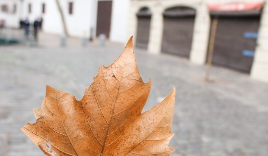 Caminata por calle París y Londres- Santiago Centro- cámara Canon T 100 #Closeup #Outdoors #Focusonforeground #Plant #Tree #Leaf #Autumn #Branch #Architecture