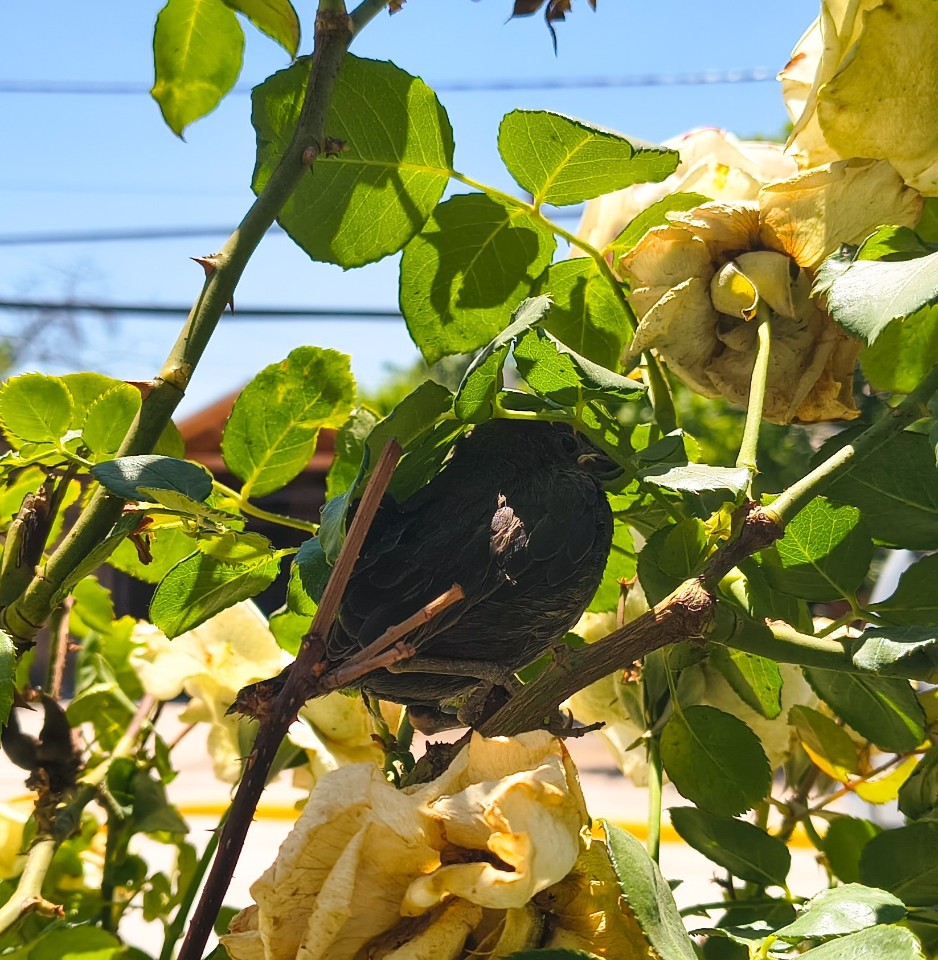 Mientras caminaba hacia mis sesiones fotográficas, me encontré con este pequeño pajarito refugiándose del calor de Santiago.
No pude evitar detenerme… había algo en su quietud, en la forma en que buscaba sombra entre las flores, que me recordó la simple belleza de encontrar un lugar seguro en medio del caos. 🕊️☀️

Conocimiento adquirido por la asesoria de @perspectivalen

#naturaleza #fotografía #santiago #bellezanatural #rosas #pajarito #instantes #Bird #Food #Insect #Fruit #Branch #Trunk #Flower