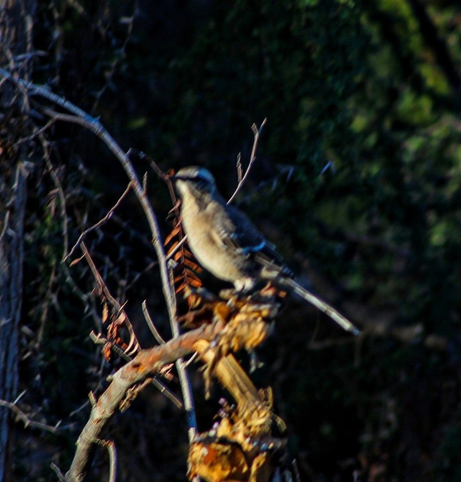 Pajarito del norte (quebrada de Cárcamo) #Bird #Branch #Twig #Insect #Plant #Forest #Jungle
