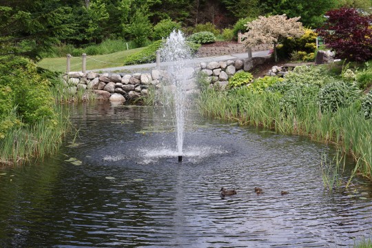 Baby Ducks in a Lake
#Bodyofwater #Outdoors #Splashing #Plant #Tree #ducks #photography