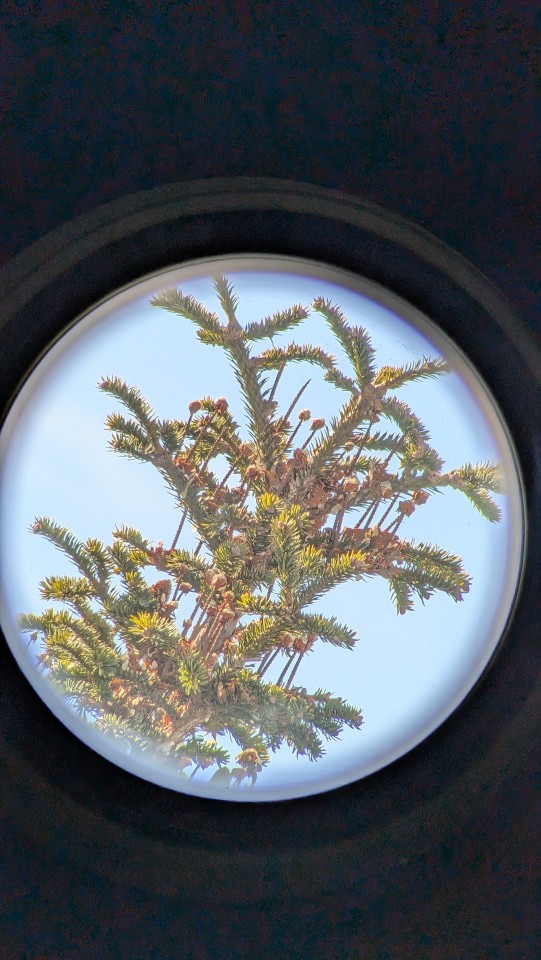 Telescope Trees
#Plant #tree #telescope
