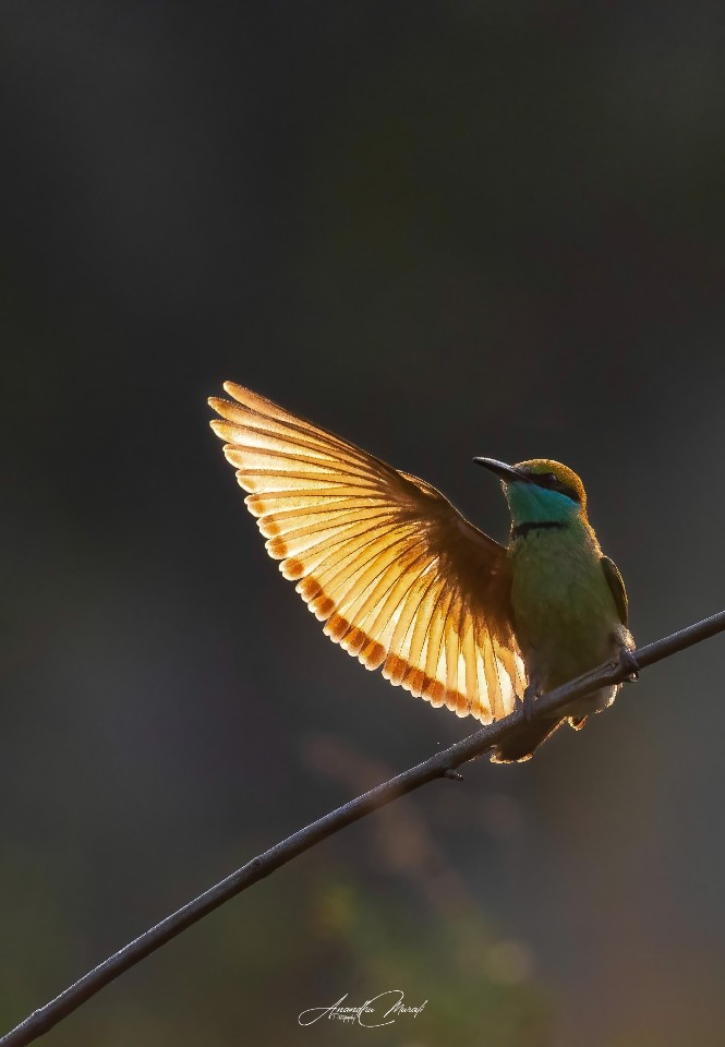 Golden Hello

#Bird #Animal  #raw_wildife #Greenphotogaphy
#india  #malayali #raw_birds #raw_india #podium #nikonphotography #nikond500 #picoftheday #bird #raw_potd #bird_captures #bird_brilliance #bird_lovers #bird_of_the_day #raw_wildlfe #bird_adored #birdfreaks_beautybodypart #Motion #Nature #Beak #Wildlife #Branch #Outdoors #OneAnimal #AnimalWildlife #Perching