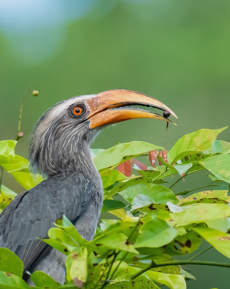Malabar Grey Hornbill with breakfast

#Bird #Animal  #AnimalWildlife #raw_wildife
#Wildlife #Nature #Green #wildlifephotogaphy
#india  #malayali #raw_birds #raw_india #podium #nikonphotography #nikond500 #picoftheday #bird #raw_potd #bird_captures #bird_brilliance #bird_lovers #bird_of_the_day #raw_wildlfe #bird_adored #bird_freaks #bird_beauty