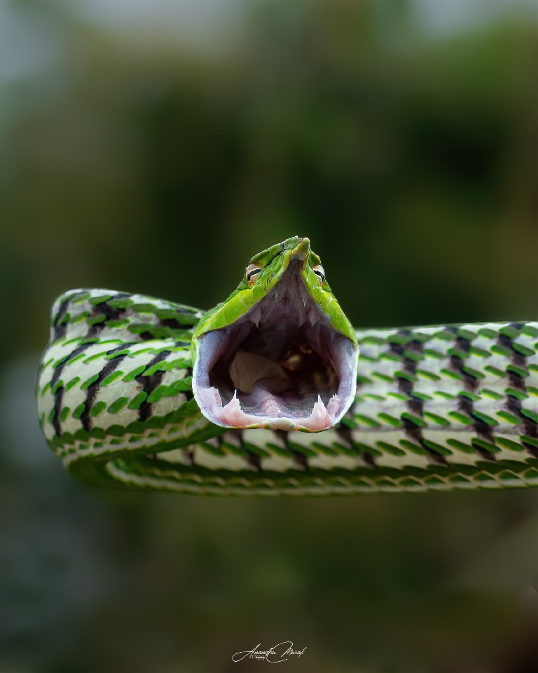 Count My Teeth

Malabar Green Vine Snake from Kabini outskirts

#Nature #AnimalWildlife #AnimalBodyPart #CloseUp #OneAnimal
#Snake #Green#Wildlife#podium #raw_all_animals #raw_potd #raw_wildilfe #raw_all_india #Wildlife #wildlifephotography #nikon #nikond500 #india #kabini #malayali #podium_wildlife #greensnake #raw_macro