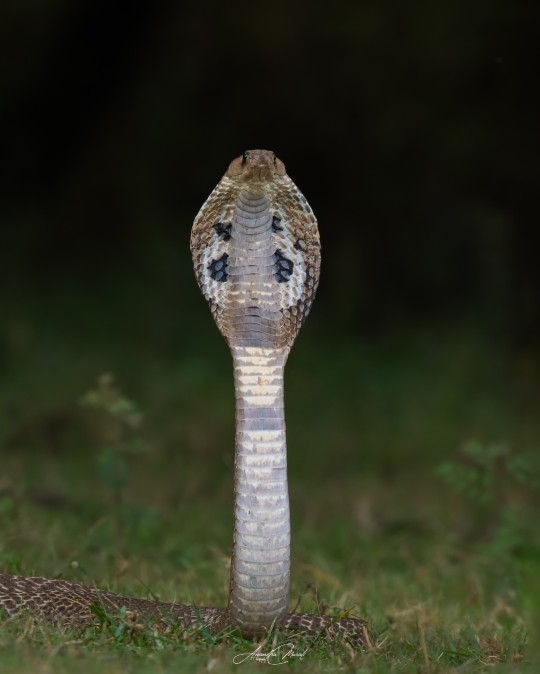 Face to Face

Indian Cobra

Teeth

Malabar Green Vine Snake from Kabini outskirts

#Nature #AnimalWildlife #AnimalBodyPart #CloseUp #OneAnimal
#Snake #Green#Wildlife#podium #raw_all_animals #raw_potd #raw_wildilfe #raw_all_india #Wildlife #MacroPhotography  #nikon #nikond500 #india #malayali #podium_wildlife #greensnake #raw_macro #raw_herpetology