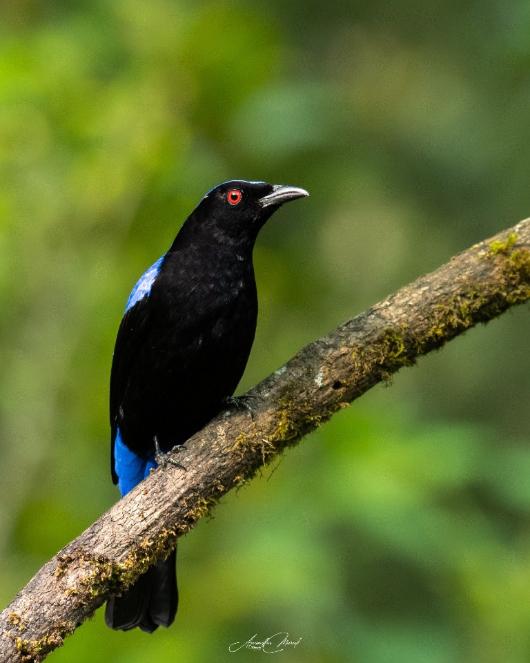 Asian Fairy Blue Bird (Male)

#Bird #Animal  #raw_wildife #Greenphotogaphy
#india  #malayali #raw_birds #raw_india #podium #nikonphotography #nikond500 #picoftheday #bird #raw_potd #bird_captures #bird_brilliance #bird_lovers #bird_of_the_day #raw_wildlfe #bird_adored #bird_freaks_beautybodypart #Motion #Nature #Beak #Wildlife #Branch #Outdoors #OneAnimal #AnimalWildlife #Perching