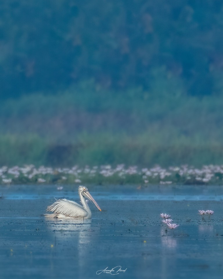 Spot-billed Pelican and flowers
That blue haze which helps you to create some beautiful frames

#Bird #Animal  #raw_wildife #Greenphotogaphy
#india  #malayali #raw_birds #raw_india #podium #nikonphotography #nikond500 
 #picoftheday #bird #raw_potd #bird_captures #bird_brilliance #bird_lovers #bird_of_the_day #raw_wildlfe #bird_adored #bird_freaks_beautybodypart #Motion #Nature #raw_moody #Wildlife #Branch #raw_asia #OneAnimal #AnimalWildlife #podium_widlife 
@podium_wildlife @raw_wildlife @raw_birds
