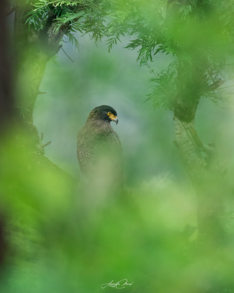 Crested Serpent Eagle from Nelliyambathy, Kerala 

#Bird  #raw_wildife
#Wildlifephotogaphy
#india  #malayali #raw_birds #raw_india #podium #nikonphotography #nikond500 #picoftheday #bird #raw_potd #bird_captures #bird_brilliance #bird_lovers #bird_of_the_day #raw_wildlfe #bird_adored #bird_freaks_beauty