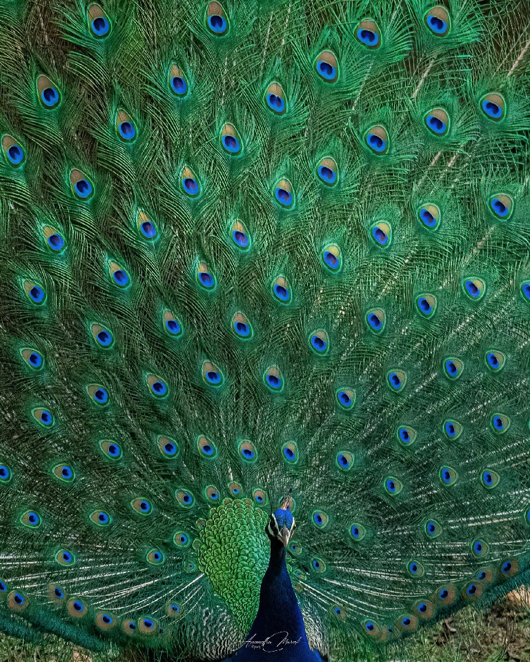 The most beautiful bird , Peacock with his wings display 

#Bird #Blue #MultiColored #Animal #PeacockFeather #AnimalWildlife
#Wildlife #Nature #Green #wildlifephotogaphy
#india  #malayali #owl#raw_birds #raw_india #podium #nikonphotography #nikond500 #picoftheday #bird #raw_potd #bird_captures #bird_brilliance #bird_lovers #bird_of_the_day #raw_wildlfe #bird_adored #bird_freaks #bird_beauty