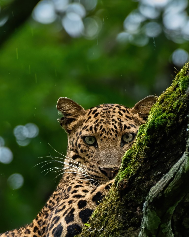The Stare! 

Leopard from Kabini Forest, Karnataka #Leopard #Wildlife #AnimalWildlife #Nature #OneAnimal #Tree#OneAnimal #Nature #AnimalWildlife #podium #raw_all_animals #raw_potd #raw_wildilfe #raw_india india #Wildlife #wildlifephotography #nikon #nikond500 #india #kabini #malayali #Outdoors  #podium_wildlife #mammals