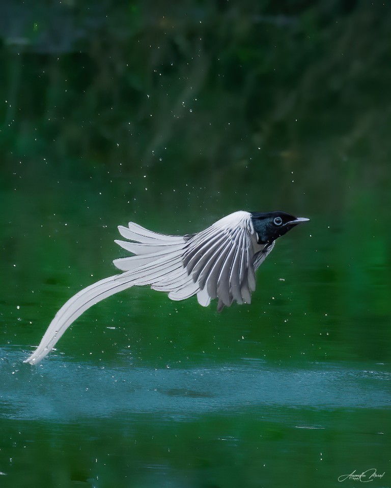 Bath Time 

One of the most beautiful bird Paradise Flycatchers bath time. Shot from HMT urban forest Kalamassery, Kerala, India

#Bird #Animal  #raw_wildife
#Wildlife #Greenphotogaphy
#india  #malayali #raw_birds #raw_india #podium #nikonphotography #nikond500 #picoftheday #bird #raw_potd #bird_captures #bird_brilliance #bird_lovers #bird_of_the_day #raw_wildlfe #bird_adored #bird_freaks_beautybodypart
#Outdoors #AnimalWildlife #OneAnimal #Nature #Motion