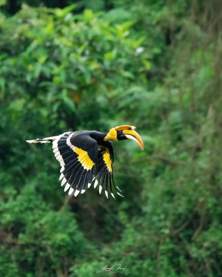Majestic Beauty
The Great Hornbill #OneAnimal
#Bird #Animal  #AnimalWildlife #raw_wildife
#Wildlife #Nature #Green #wildlifephotogaphy
#india  #malayali #raw_birds #raw_india #podium #nikonphotography #nikond500 #picoftheday #bird #raw_potd #bird_captures #bird_brilliance #bird_lovers #bird_of_the_day #raw_wildlfe #bird_adored #bird_freaks #bird_beauty