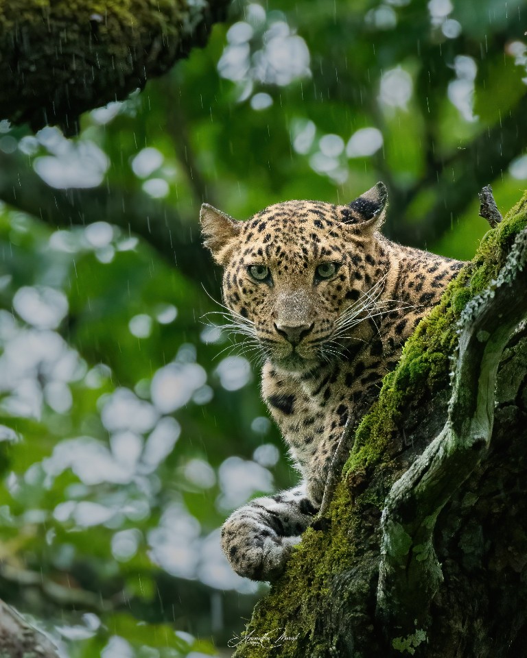 Elusive Beauty in Rain

Leopard from Kabini Forest, Karnataka #Leopard #Wildlife #AnimalWildlife #Nature #OneAnimal #Tree#OneAnimal #Nature #AnimalWildlife #podium #raw_all_animals #raw_potd #raw_wildilfe #raw_all_india #Wildlife #wildlifephotography #nikon #nikond500 #india #kabini #malayali #podium_wildlife #mammals