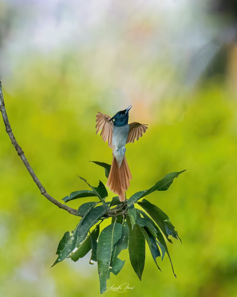 #Bird #Animal  #raw_wildife #Greenphotogaphy
#india  #malayali #raw_birds #raw_india #podium #nikonphotography #nikond500 #picoftheday #bird #raw_potd #bird_captures #bird_brilliance #bird_lovers #bird_of_the_day #raw_wildlfe #bird_adored #bird_freaks_beautybodypart #Motion #Nature #Beak #Wildlife #Branch #Outdoors #OneAnimal #AnimalWildlife #perching
