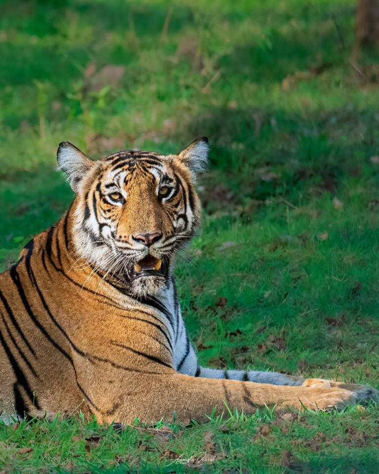Portrait of a Bengal Tiger from Nagarahole Tiger Reserve , Karnataka, India 

This is Magge, the Queen of Kabini forest, she is my first tiger sighting in the wild. So first is always special

#tiger #OneAnimal #Nature #AnimalWildlife #podium #raw_all_animals #raw_potd #raw_wildlfe #raw_all_india #Wildlife #wildlifephotography #nikon #nikond500 #india #kabini #malayali
