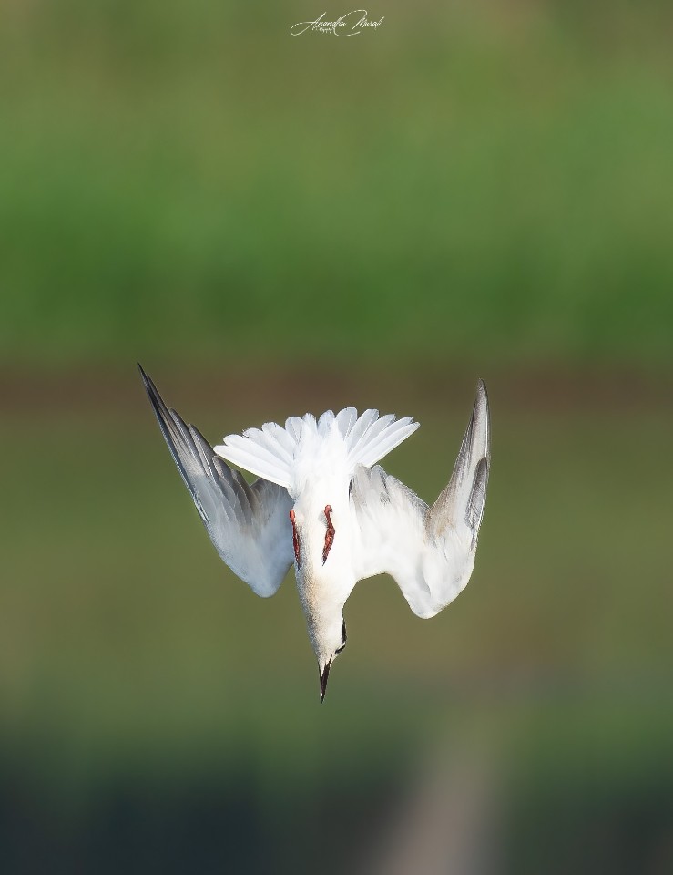 On a mission

Whiskered Tern Fishing moments

#Bird #Animal  #raw_wildife
#Wildlife #Greenphotogaphy
#india  #malayali #raw_birds #raw_india #podium #nikonphotography #nikond500 #picoftheday #bird #raw_potd #bird_captures #bird_brilliance #bird_lovers #bird_of_the_day #raw_wildlfe #bird_adored #bird_freaks_beautybodypart #SpreadWings #Motion #Outdoors #AnimalWildlife #Nature #OneAnimal