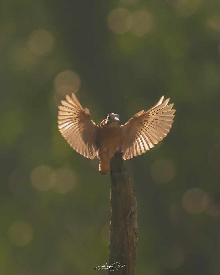 Backlight stories

Common Kingfisher in Backlight

#Bird #Animal  #raw_wildife #Greenphotogaphy
#india  #malayali #raw_birds #raw_india #podium #nikonphotography #nikond500 #picoftheday #bird #raw_potd #bird_captures #bird_brilliance #bird_lovers #bird_of_the_day #raw_wildlfe #bird_adored #bird_freaks_beautybodypart #Motion #Nature