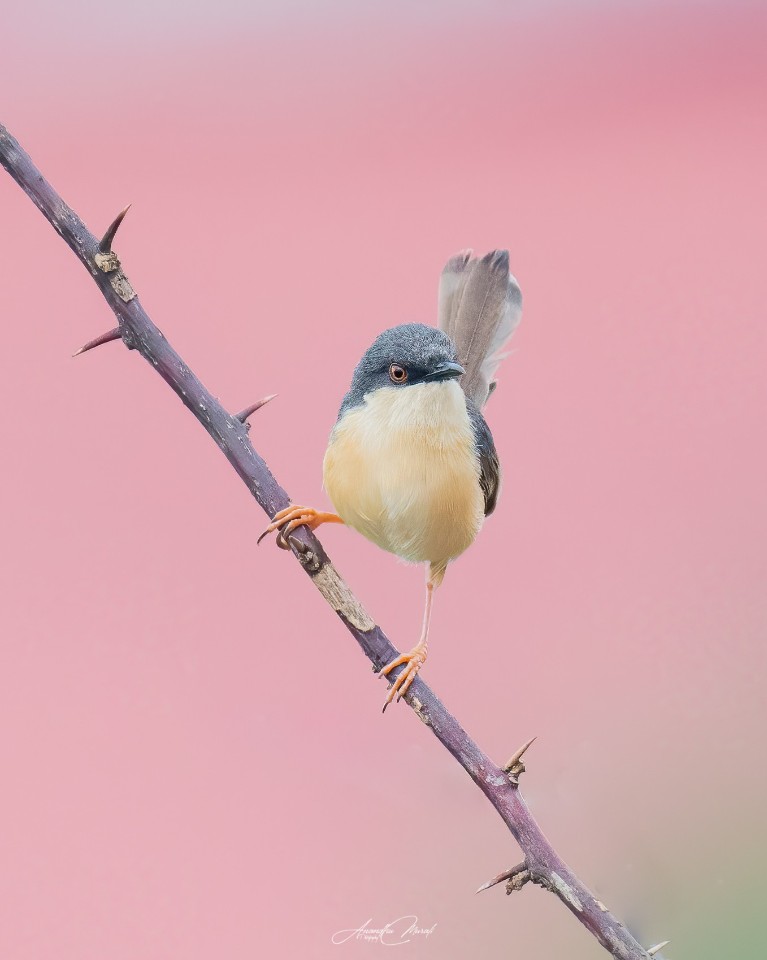 Pink is the colour

Plain Prinia in a beautiful pink background.
 #Bird #Animal  #raw_wildife
#Wildlife #Greenphotogaphy
#india  #malayali #raw_birds #raw_india #podium #nikonphotography #nikond500 #picoftheday #bird #raw_potd #bird_captures #bird_brilliance #bird_lovers #bird_of_the_day #raw_wildlfe #bird_adored #bird_freaks_beautybodypart