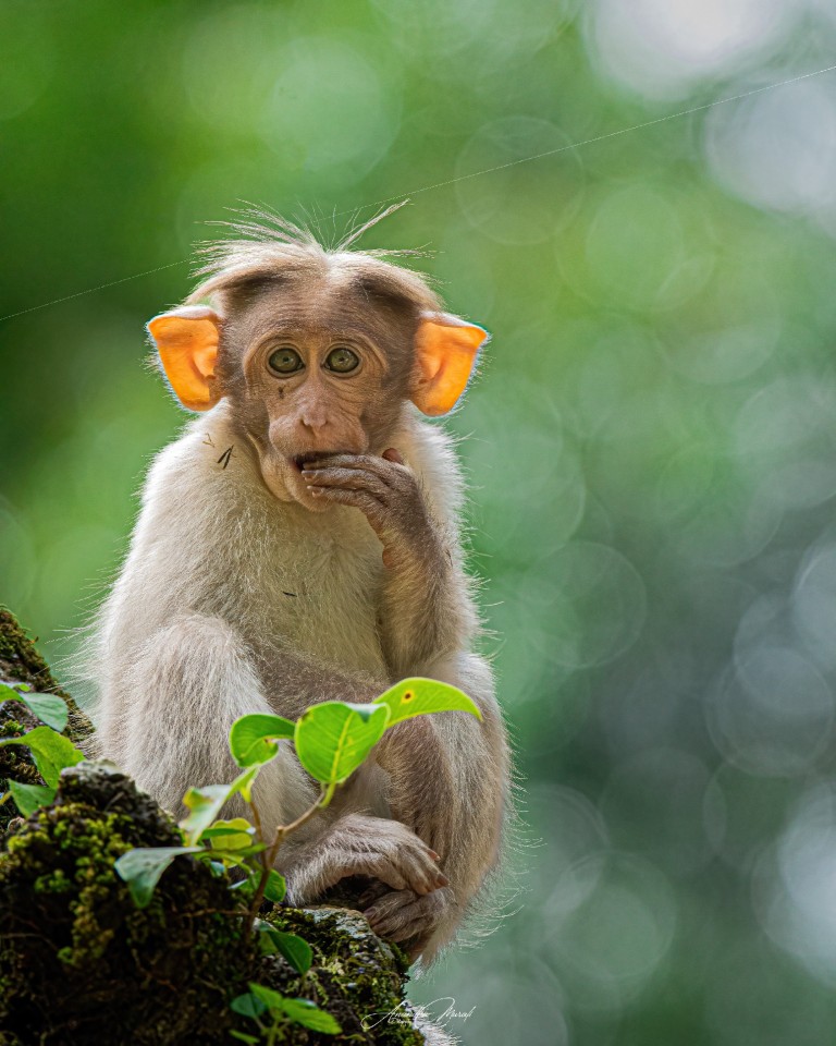 Monkey and the Bokeh

 #Monkey #Wildlife #AnimalWildlife #Nature #OneAnimal #Tree#OneAnimal #Nature #AnimalWildlife #podium #raw_all_animals #raw_potd #raw_wildilfe #raw_india #CloseUp #Portrait  #Wildlife #wildlifephotography #nikon #nikond500 #india #kabini #malayali #Outdoors  #podium_wildlife #mammals