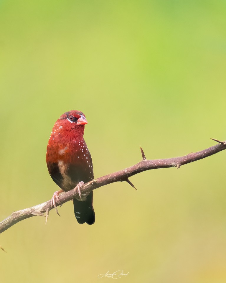 The Red beauty 

 Red munia , one of the beautiful bird in Munia family 

#Bird #Animal  #AnimalWildlife #raw_wildife
#Wildlife #Nature #Green #wildlifephotogaphy
#india  #malayali #raw_birds #raw_india #podium #nikonphotography #nikond500 #picoftheday #bird #raw_potd #bird_captures #bird_brilliance #bird_lovers #bird_of_the_day #raw_wildlfe #bird_adored #bird_freaks #bird_beauty