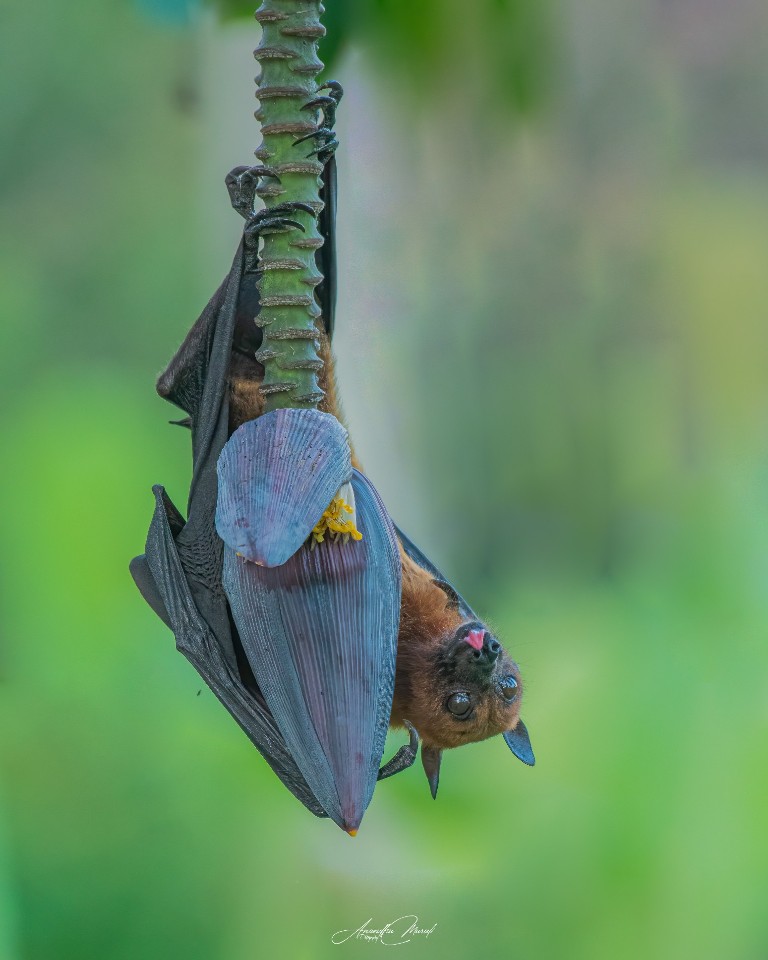 Upside Down 👎

The Fruit Bat

#Bird #Animal  #AnimalWildlife #raw_wildife
#Wildlife #Nature #Green #wildlifephotogaphy
#india  #malayali #raw_birds #raw_india #podium #nikonphotography #nikond500 #picoftheday #bird #raw_potd #bird_captures #bird_brilliance #bird_lovers #bird_of_the_day #raw_wildlfe #bird_adored #bird_freaks #bird_beauty #OneAnimal #AnimalBodyPart