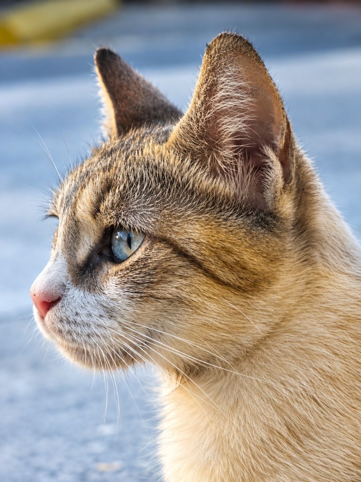#cat🐱