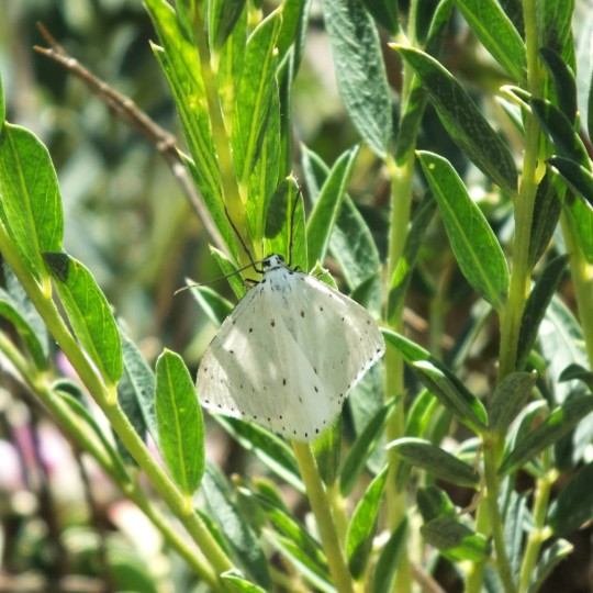 A Moth (Orthostixis cribraria) (Hübner 1799) Nemrut Crater Lake, Turkey

A moth in the family Geometridae

Found in SE Europe, Black Sea Region, Caucasus, Transcaucasus and Middle East

Habitat is montane forest with Quercus and Acer

Feeds on Skullcaps (Scutellaria sp)

#Turkey #Gevas #Moths #Mothsmatter #Orthostixiscribraria #Orthostixis #Geometridae #Naturalhistory #Turkishwildlife #Nature #AnimalWildlife