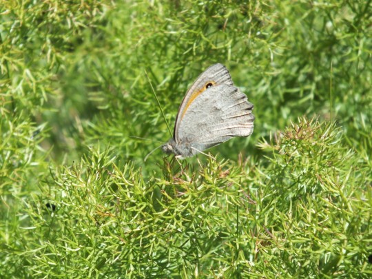 Eastern Meadow Brown Butterfly (Maniola telmessia) (Zeller 1847) Gevas, Turkey

A new species for me and sadly one I struggled to get a good shot of, they were incredibly flighty

Also known as the Turkish Meadow Brown and Aegean Meadow Brown, it is in the family Nymphalidae. It is smaller than Meadow Brown. The male’s forewing eyespot is circled by a clear orange wing. In Turkish it is known as Doğu Çayır Esmeri

Wingspan of 40-50 mm

It is found on several Greek Islands, through Asia Minor, Turkey, Palestine, to SW Iran
Flight is April to October

Larval plants include members of the grass family (Gramineae) such as bent grasses (Agrostis spp.) and foxtails (Alopecurus spp.)

#Turkey #Catak #Turkishwildlife #butterfly #easternmeadowbrown #Nature #Wildlife #CloseUp
