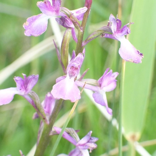 Lax-flowered Orchid (Anacamptis laxiflora) (Chase (1997) Catak, Turkey

Also known as Loose-flowered Orchid, Green-winged Meadow Orchid and Jersey Orchid (Being found in the Channel Isles). It is found in wet meadows with alkaline soil

The Orchid belonged, until recently, to the genus Orchis, but recent genetic studies have revealed that it is more closely related to the Pyramidal Orchid (Anacamptis pyramidalis) and the Green-winged Orchid (Anacamptis morioand) so it has now joined the genus Anacamptis

It has a wide distribution in Europe and Asia as far north as in Germany

It is a slender, tall orchid growing up to 60cm tall. There are 3 to 8 narrow, pointed leaves arranged along the stem which is flushed deep purple. The inflorescence is lax and carries between 9 to 22 large dark-pink flowers whose erect lateral sepals are bent backwards and are often so close that they touch each other. A hood is formed by the dorsal sepal and the two upper petals. The flower lip is sharply folded lengthwise and has a pale (almost white) centre that is usually unmarked or occasionally lightly marked with pink

#LaxfloweredOrchid #Anacamptislaxiflora #LoosefloweredOrchid #Anacamptis #Orchid #Orchids #Wildflower #Botany #Greenwingedmeadoworchid #JerseyOrchid #Orchidaceae #Turkey #Catak #Turkishwildlife #Wildlife #NaturalHistory #WildlifePhotograph #CloseUp #FlowerHead #Flower