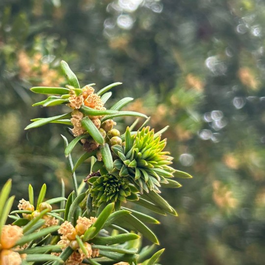 A fly AKA Yew Artichoke Gall or Taxi Fly (Taxomyia taxi) 

I have been looking for this gall for ages and then 67 came along at once at two different sites

A fly in the family Cecidomyiidae

They cause galls to form on Yew (Taxus baccata)

 The gall comprises of 60 - 80 terminal leaves that become clustered to form a single artichoke type gall whose outer leaves are dark green and the inner ones almost white

Orange larva or pupa are inside. The galls eventually turn brown and can stay on the plant right through to the next year as seen in the last photos

#Cecidomyiidae #Gall #Gallfly #Taxifly #Yew #YewArtichoke #Taxomyiataxi #YewArtichokeGall #Diptera #Fly #Flies #Branch #CloseUp #ConiferousTree