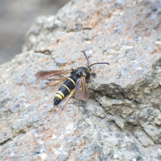 Dusky Clearwing Moth (Paranthrene tabaniformis) (Rottemburg 1775) Nemrut Crater Lake, Turkey

In the family Sesiidae

Wingspan 30 mm

Forewings rather dark fuscous, with elongate obscure hyaline patch towards base; costal streak violet-blackish
It is found in the Palearctic & Nearctic realms

They feed on Poplar, Willow and on occasions Sea Buckthorn. The larvae have 6-7 stages. Mature larvae pupate in chambers within larval galleries. The pupae are found in the centre of one-year poplar seedlings, or beneath the bark or stems and branches in the oldest trees

The moth was missing from the UK for 80 years feared extinct, but the use of pheromone lures has led to its recent rediscovery (2021)

Flies from May to August depending on the location

#DuskyClearwing #DuskyClearwingMoth #ClearwingMoth #Clearwing #Moths #MothsMatter #Paranthrenetabaniformis #Sesiidae #Turkey #Gevas #TurkishWildlife #Animal #AnimalWildlife #Insect #MacroPhotography #CloseUp #Nature