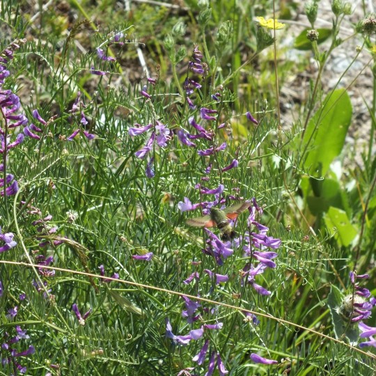 Olive Bee Hawkmoth (Hemaris croatica) (Esper 1800) Catak, Turkey

A Hawkmoth in the family Sphingidae with a wingspan of 36–64 millimetres. It is much like a Humming-bird Hawkmoth and other Bee Hawkmoths in flight and may be mistaken for one as such

In the north and in mountainous areas it flies in one generation in July. In warm areas it flies in two generations from May to June

It is found in the Balkans, Anatolia, the Caucassus to Iran. There are local populations on the Crimea and in Eastern Ukraine/ Western Kazakhstan

The habitat for this species is grasslands, wide woodland edges and shrubbery rich slopes. It can also occur in open forests that are interspersed with pastures and grasslands

The larvae have been recorded on Scabiosa, Cephalaria and Asperula species

#Turkey #Catak #Turkishwildlife #Moths #Mothsmatter #Wildlife #Lepidoptera #Lepidopterist #OliveBeeHawkmoth #Hemariscroatica #CloseUp #Nature