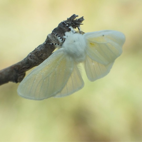 White Satin Moth (Leucoma salicis) (Linnaeus 1758) Nemrut Crater Lake, Turkey

A moth in the family Erebidae, which I have only seen a couple of time in the UK. The glossy surface of the wings gives rise to this moths English name

Wingspan 37–50 mm

They are found in Europe but exclude the far north. In the east it is found across the Palearctic to Japan. The species was introduced to North America in the 1920s
They prefer damp locations, such as forest edges and hedges, as well as alleys, parks and gardens in urban areas

Larvae feed on Salix and Populus species

#Turkey #TurkishWildlife #NemrutCraterLake #WhiteSatinMoth #Leucomasalicis #Leucoma #Erebidae #WhiteSatin #Lepidoptera #Animal #AnimalWildlife #CloseUp