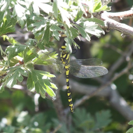 A Dragonfly (Thecagaster charpentieri) (Morton, 1916) Gevas, Turkey

In the family Cordulegastridae

It is found in Eastern Anatolia, Georgia, Armenia, Azerbaijan, Iran and Iraq

It is one of the largest dragonflies in the region

#Dragonfly #dragonflies #Gevas #Turkey #Turkishwildlife #Naturalhistory #odonata #Wildlife #Thecagastercharpentieri #AnimalWildlife #CloseUp