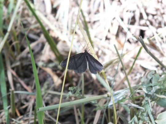 Chimney Sweeper Moth (Odezia atrata) (Linnaeus, 1758) Gevas, Turkey

A moth that many people see in the UK and are listed as common, I have only ever seen one in the Lake District over a decade ago

In the family Geometridae and represented by this one species. They have wingspan of 23-27 mm

They are found from from Spain to Mongolia and despite being listed as common in the UK are listed as endangered in a few countries

This species flies in the daytime in bright sunshine. It is completely black except for the white fringes at the tips of the forewings

It inhabits grassy meadows, dry chalky and limestone districts. In warm regions, Odezia atrata occurs in the mountains

They typically fly in June and July, and the larvae feed mainly on the flowers of Pignut (Conopodium majus)

#ChimneySweeperMoth #Odeziaatrata #ChimneySweeper #Odezia #Moths #Moth #MothsMatter #Gevas #Turkey #Geomedtridae #Turkishwildlife #Naturalhistory #Pignut #Lepidoptera #Lepidopterist #Wildlife #AnimalWildlife #Nature
