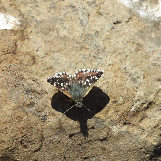 Aegean Skipper Butterfly (Pyrgus melotis) (Duponchel 1834) Gevas, Turkey

A butterfly in the family Hesperiidae

It is found in the Caucasus, Transcaucasia, Asia Minor, Greece & the Middle East

It is a member of the Grizzled Skipper (Pyrgus malvae) species complex, but separated by significant reproductive isolation mechanisms

The habitat consists of grasslands and slopes

The length of the forewings is 11–15 mm. It is characterized by the underside of the hindwings, which is cream-coloured, thus obscuring the markings; the spots on the upper side, especially those of the forewings, are generally large and square

Adults are on wing from April to June and again from July to September in two or sometimes three generations per year

Larvae feed on Rubus species

#Turkey #Catak #Turkishwildlife #Wildlife #NaturalHistory #WildlifePhotograph #AegeanSkipperButterfly #Pyrgusmelotis #AegeanSkipper #Pyrgus #SkipperButterfly #AnimalWildlife #Butterfly #Nature