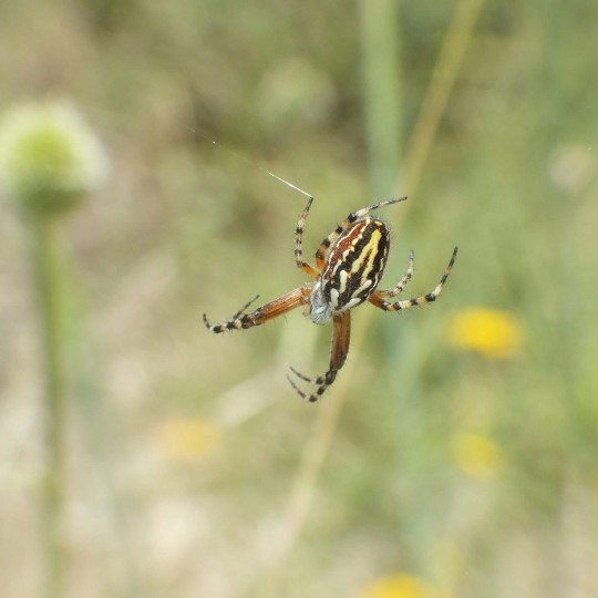 A Spider (Aculepeira armida) (Audouin 1826) Gevas, Turkey

An Orb-weaver Spider in the family Araneidae with a wide distribution in North Africa, Southern Europe, Western Asia, Russia (from Europe to the Far East), and Central Asia to China

Body length male: 6.8-7.2 mm, Body length female: 11.6-18.3 mm

Abdomen has a rather pointed shape with the rear extending beyond the spinnerets. Colour orange, brown to red with a dark fringed, whitish oak leaf-shaped figure. This fringing is sometimes quite broad. Sides mottled with dark brown and yellow.
Carapace reddish brown with white-grey hair. Legs and palps clearly light-dark annulated

They are found in the Summer on low plants and shrubs in dry areas and along rivers

@rajabali_photos for you ;-)

#Spider #Spiders #Archnid #Arachnology #Aculepeiraarmida #Aculepeira #Araneidae #Gevas #Turkey #TurkishWildlife #Wildlife #Orbweaver #Orbweaverspider #Naturalhistory #Animal #Arachnid #AnimalWildlife #CloseUp #Insect