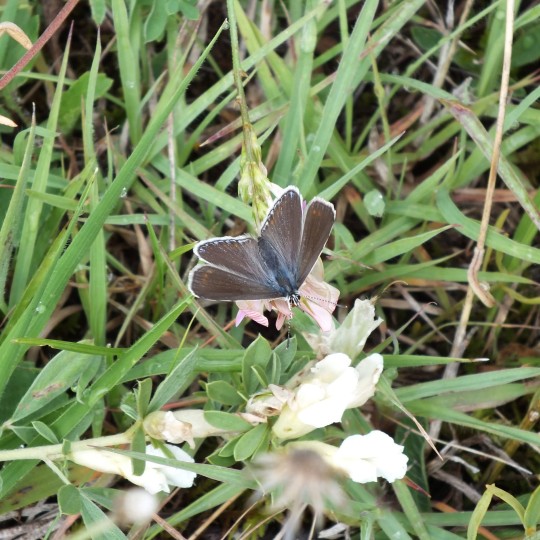 Chapman's Blue Butterfly (Polyommatus thersites) (Cantener 1835)

A butterfly in the family Lycaenidae

A butterfly I have seen before abroad, but deserves to be featured again

Often overlooked as similar to Common Blue. Separated by the absence of an underside forewing cell spot and andriconal scales in the basal areas of the upper side forewing of the male. Common Blue can also lack this cell spot, so a calculation must be made of any population to determine which species you have

The habitat is warm sunny flowery meadows at low to mid altitudes

It is found in southern Europe, Morocco, Lebanon, Asia Minor, Iran and across the Palearctic to Siberia and Tian Shan

The larva feeds on Onobrychis species and are attended by ants of the genera Lasius, Formica, and Tapinoma, and hide themselves in the litter layer and pupate

#Lepidoptera #Romania #ChapmansBlueButterfly #Polyommatusthersites #chapmansblue #Butterfly #Insect