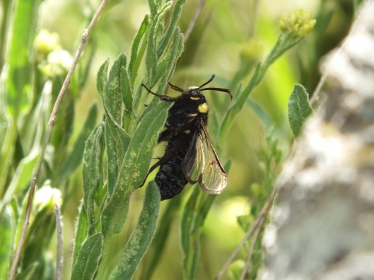 Hornet Clearwing Moth (Sesia apiformis) (Clerck 1759) Nemrut Crater Lake, Turkey

A large clearwing moth in the family Sesiidae, native to Europe and the Middle East and has been introduced to North America. They are listed as Nationally Scarce in the UK

An example of Batesian mimicry in which the moth resembles a Hornet. I was lucky enough to see a Melanic form as well as the normal form whilst in Turkey

Wingspan up to 44mm, found June to August depending on location

The larvae bore into the trunks of trees before re-emerging as adults, using trees such as Black Poplar, Aspen and occasionally Goat Willow. Females prefer to lay eggs on old or isolated trees, especially trees surrounded by vegetation

Adult hornet moths are often found in open habitat such as parks, golf courses, and marshy areas wherever their foodplant is present

#Turkey #NemrutCrater #HornetMoth #Moths  #ClearwingMoth #Animal #AnimalWildlife #AnimalBodyPart #CloseUp