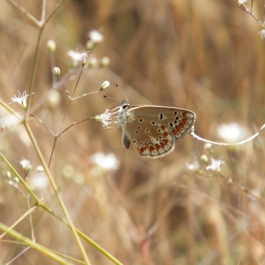 Chapman's Blue Butterfly (Polyommatus thersites) (Cantener 1835)

A butterfly in the family Lycaenidae known as Çokgözlü Menekşe Mavisi in Turkish

Often overlooked as similar to Common Blue. Separated by the absence of an underside forewing cell spot and andriconal scales in the basal areas of the upper side forewing of the male. Common Blue can also lack this cell spot, so a calculation must be made of any population to determine which species you have

The habitat is warm sunny flowery meadows at low to mid altitudes
 It is found in southern Europe, Morocco, Lebanon, Asia Minor, Iran and across the Palearctic to Siberia and Tian Shan

The larva feeds on Onobrychis species and are attended by ants of the genera Lasius, Formica, and Tapinoma, and hide themselves in the litter layer and pupate

#Turkey #Catak #Turkishwildlife #Butterfly #Butterflies #ButterfliesofInstagram #Wildlife #Lepidoptera #Lepidopterist #ChapmansBlueButterfly #Polyommatusthersites #chapmansblue #Polyommatus #Animal #AnimalWildlife #CloseUp