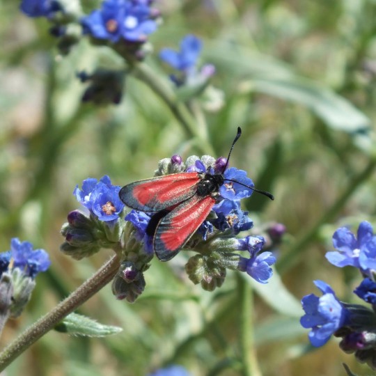 Transparent Burnet Moth (Zygaena purpuralis) (Brünnich 1763) Nemrut Crater Lake, Turkey

In the moth family Zygaenidae
Wingspan reaching 30–34

Found in most of western, central and southern Europe through to Asia Minor, the Caucasus, Russia and across the Palearctic

Superficially like several of the other burnet moths but readily distinguished by the thinly scaled forewing with three blunt red streaks. Rarely this red colour is replaced by black, orange or yellow

This is the second time I have caught up with this moth having seen it previously in Greece

Adult moths are on wing from late May until August, depending on location. They fly during the day, especially with warm and sunny weather, feeding on nectar of various flowers

The larvae feed on wild thyme

Habitat is sunny and grassy slopes, under cliffs and dry grassland

#Turkey #NemrutCrater #Moths #Mothsmatter #TransparentBurnetMoth #Zygaenapurpuralis #Zygaena #Animal #AnimalWildlife #CloseUp