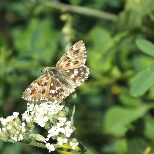 Marbled Skipper Butterfly (Carcharodus lavatherae) (Esper 1783) Gevas, Turkey

In the family Hesperiidae, and a butterfly I have seen once before in Greece

A large pale species, 28–34mm, with highly contrasting upper side markings - black, white and usually rich or pale brown markings. Hindwing markings are strong, particularly the discal band. The underside is relatively uniform and pale and the spots and bands are rather indistinct. The green sheen on the upper side of the wings and body of the Marbled Skipper distinguish it from other skippers in this genus

They are found Central Germany, North Africa, SE France and Anatolia

Habitats include grassy flowery places, usually with rocks and sometimes amongst scrub
Larvae eat various Woundworts (Stachys spp.), Ironwort (Sideritis scordioides)especially Perennial Yellow Woundwort (S. recta)

#MarbledSkipperButterfly #Carcharoduslavatherae #MarbledSkipper #Carcharodus #Hesperiidae
#Turkey #Catak #Turkishwildlife #Butterfly #Butterflies #ButterfliesofInstagram #Wildlife #Lepidoptera #Lepidopterist #AnimalWildlife #Animal #CloseUp