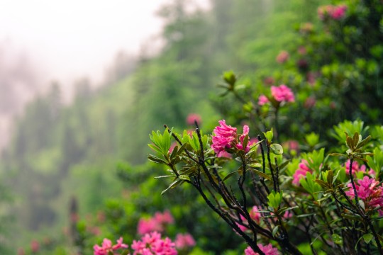 Gorgeous flora in Lenk

Canon EOS R, 100mm, f/5.6