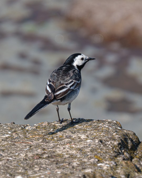 Just a quick snap of a tiny bird I spotted at Whitley Bay St Mary's Lighthouse. I aimed to capture it mid-flight, but this was the best shot I managed. If you recognize the bird, I'd love to hear what it is!


=======
Images shot using the Sony a6400

edited with Adobe Lightroom 

#rebel_colors
#Rebels_United
#exquisitepics20 
#Podium #masterpix 
#HEY_IHADTOSNAPTHAT
#niftyfoto #bpa_arts
#elitepix 
#freshbreezeclub 
#snap_community #snap_community_member #snap_vip_community_member #snap_world #Snap_europe #snap_uk #Snap_potd    #Snap_birds #snap_allnature #Snap_deathoffield   #Snap_allnature  #snap_wildlife #snap_colours
Memberships
Ⓜ️ @themadcatters_photogroup
Vip Gold Ⓜ️ @raw_kingdom/@snap_kingdom_
Ⓜ️ @hey_ihadtosnapthat2
Copyright ©2022 Howard Senton. https://www.howardsenton.co.uk All Rights Reserved.

Image for social media use only, Feature hubs may republish with proper credit.