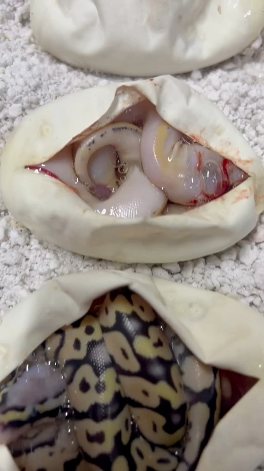Joint Desert Ghost clutch with @mjspythons Champagne Pastel Desert Ghost x Pastel Desert Ghost poss het Hypo. #animals #nature #animal #wildlife #love #pets #photography #pet #naturephotography #instagram #wildlifephotography #photooftheday #animallovers #petsofinstagram #instagood #animalsofinstagram #art #animalphotography #viral #insta #b2ucmnty  #viral #explorepage #likes #bhfyp #tiktok #lfl #trending #video #youtube #loveyourself #comment #fyp #likeback #following #animals_in_world #animalphotos #loveanimals