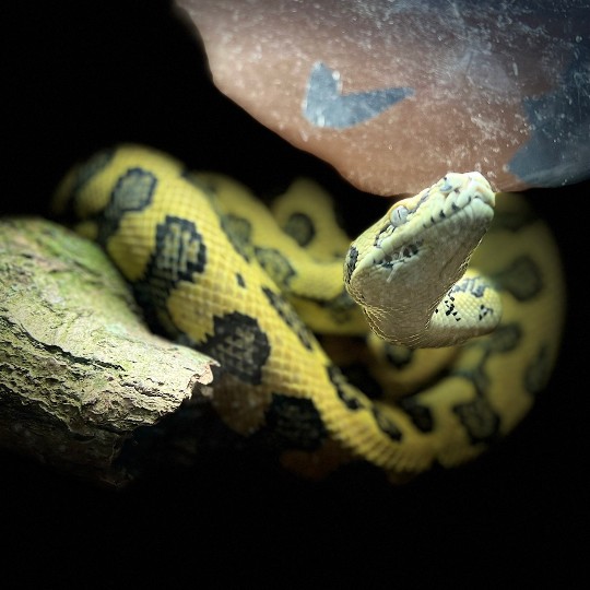 Jungle Jag Carpet Python. #ballpythonbreeding #ballpythonbreeder #ballpython #python #snakebreeding #snakebreeder #snake #snakes #constrictors #genetic  #royalpython #livingart #reptile #reptiles #snakemorphs #ballpythonmorphs #coldblooded #morph #ballpythongenetics #B2UCMNTY #_python_junkie_uk #b2ucmnty #carpetpython