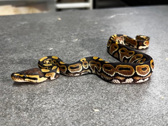 Lace het clown female

#viral #insta #viral #explorepage #likes #bhfyp  #tiktok #lfl #trending #video #youtube #comment #likeback #following #animals_in_world #animalphotos #loveanimals #b2ucumnty  #_python_junkie_uk #animalinstagram #animalsphotography #animalsofinstagram #animallove #animaladdicts
#photooftheday #animallovers #petsofinstagram #instagood #animalsofinstagram #art#CloseUp