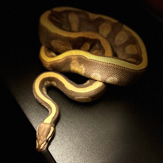 Redstripe Mojave Enchi male has been a sire to a few clutches in 2022 

#ballpythonbreeding #ballpythonbreeder #ballpython #python #snakebreeding #snakebreeder #snake #snakes ##ballpythonbreeding #ballpythonbreeder #ballpython #python #snakebreeding #snakebreeder #snake #snakes #constrictors #genetic  #royalpython #livingart #reptile #reptiles #snakemorphs #ballpythonmorphs #coldblooded #morph #ballpythongenetics #B2UCMNTY #_python_junkie_uk #b2ucmnty